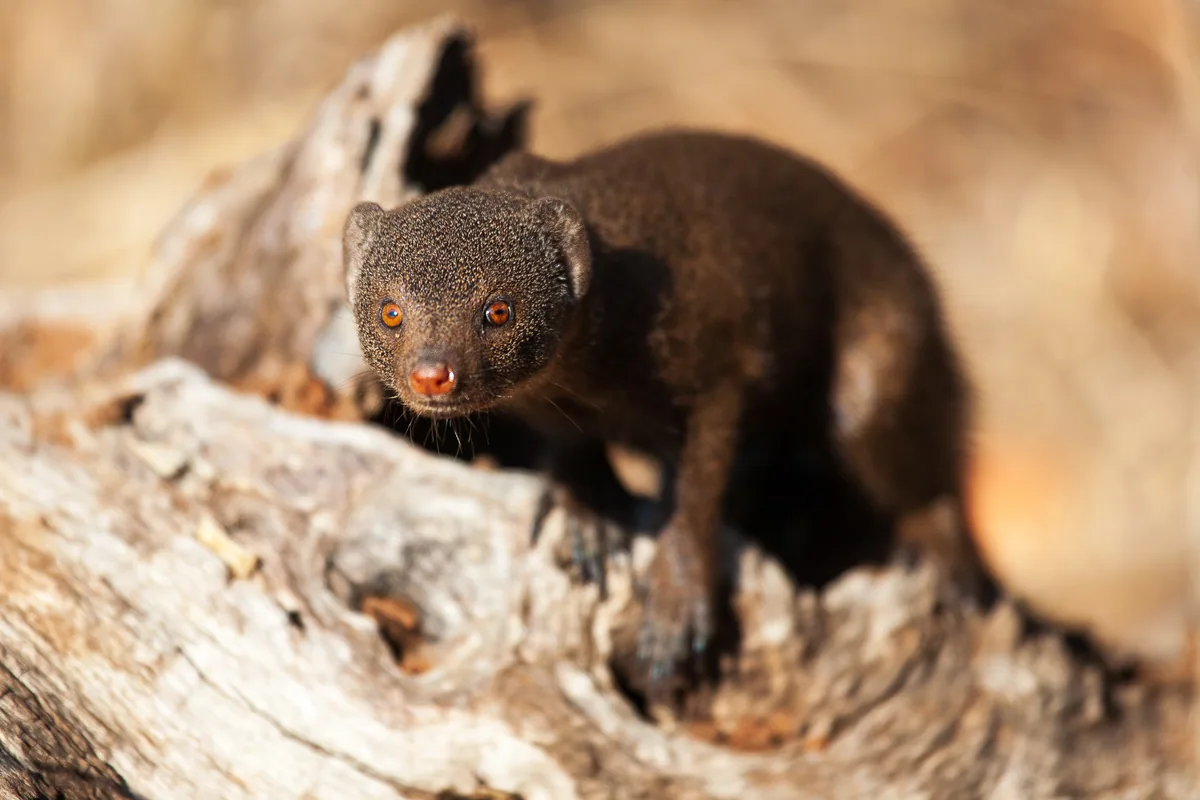 A dwarf mongoose