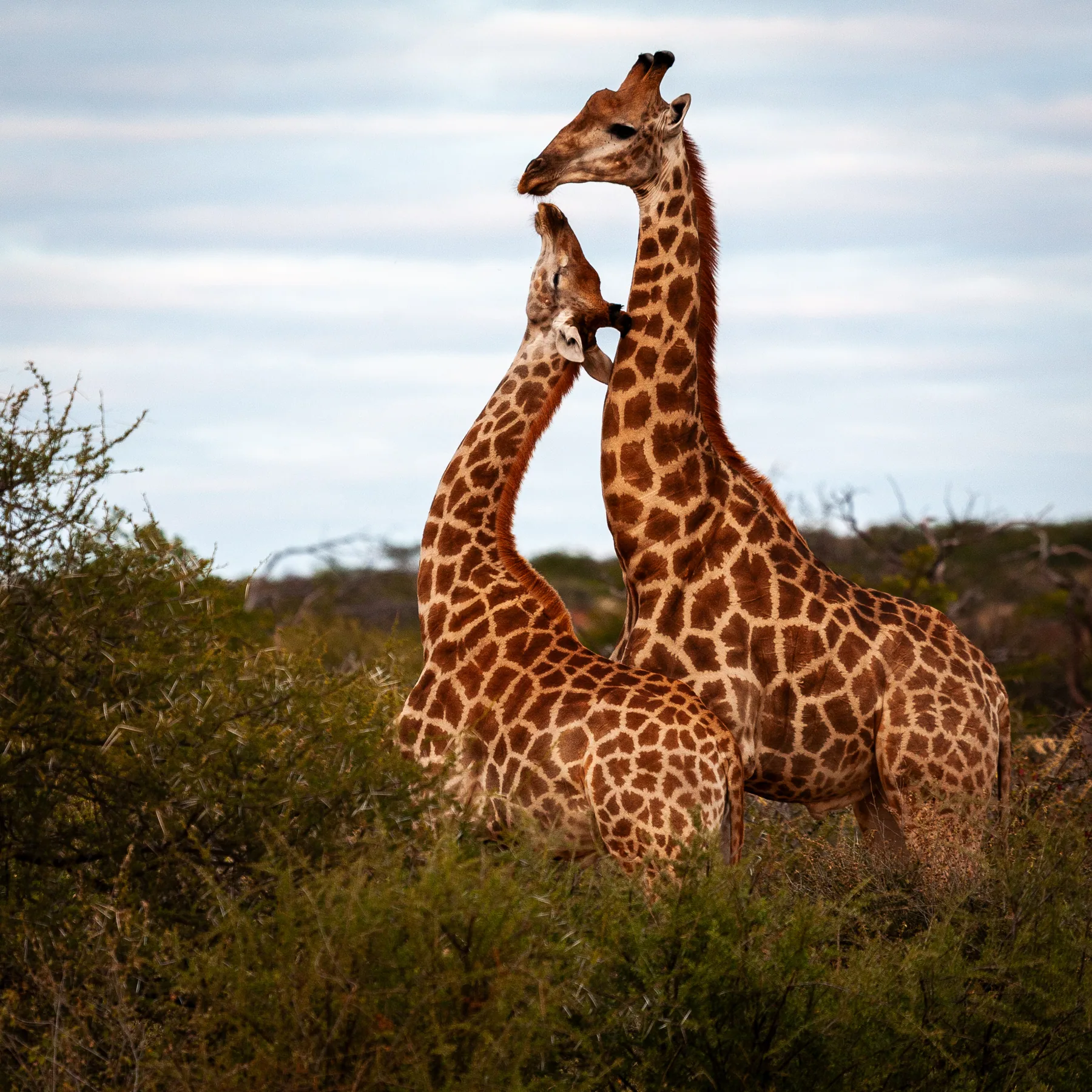 Giraffes in Venetia
