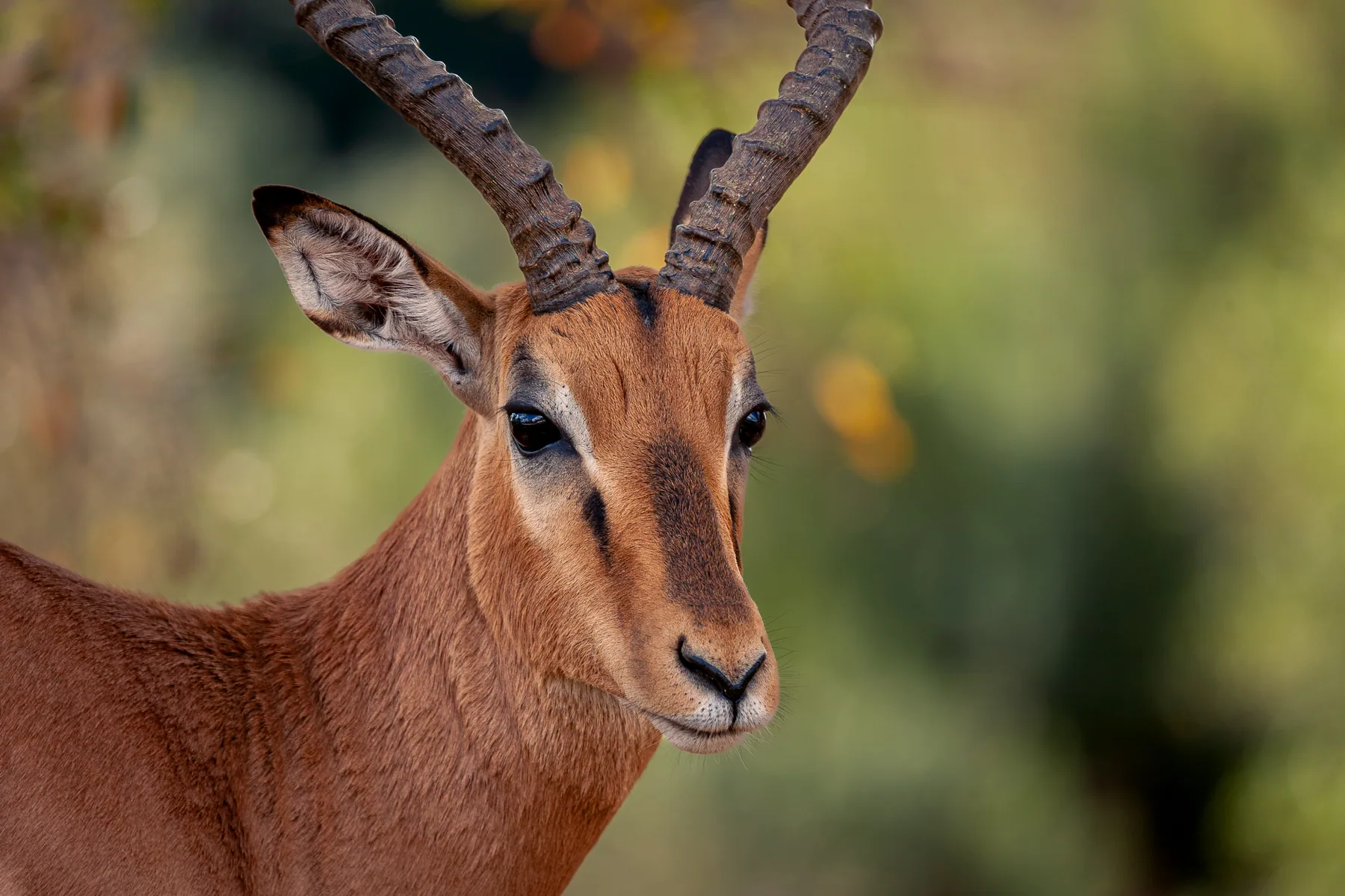 Male Impala