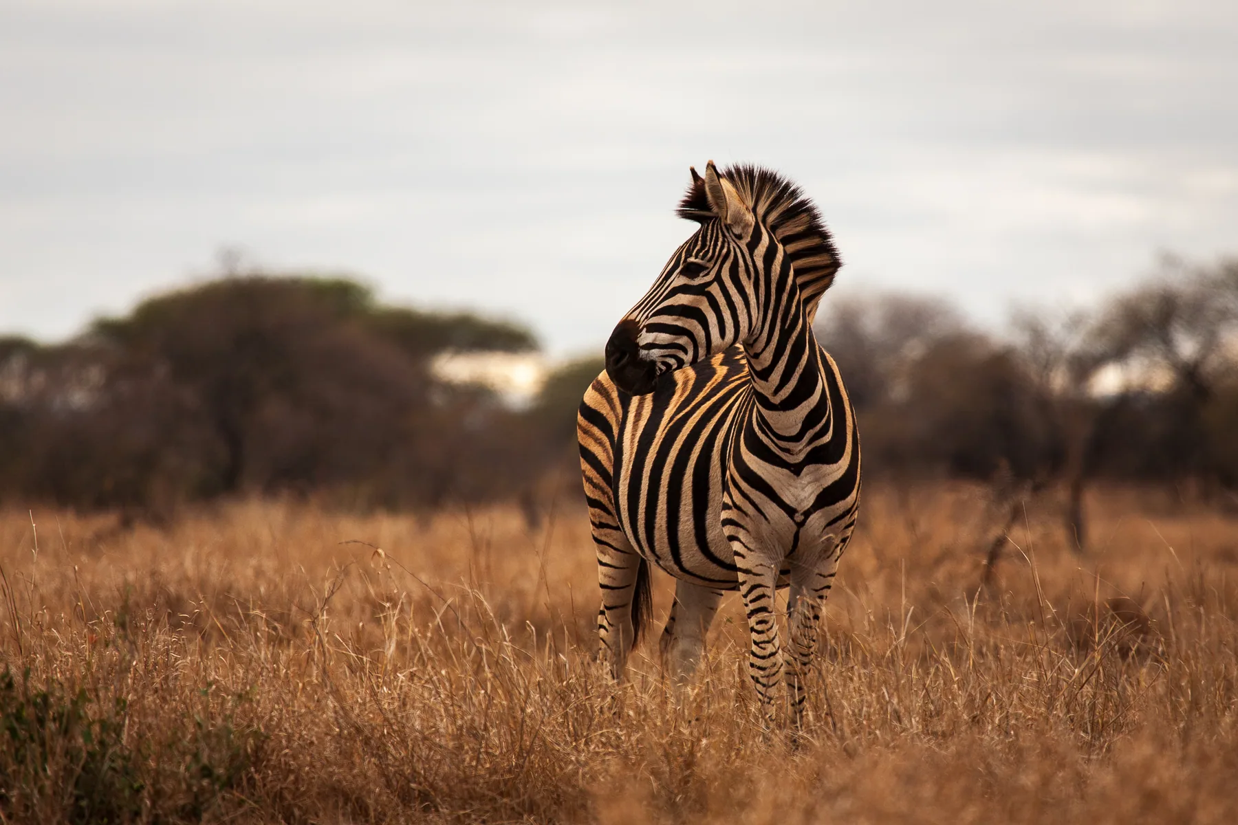 Male Zebra