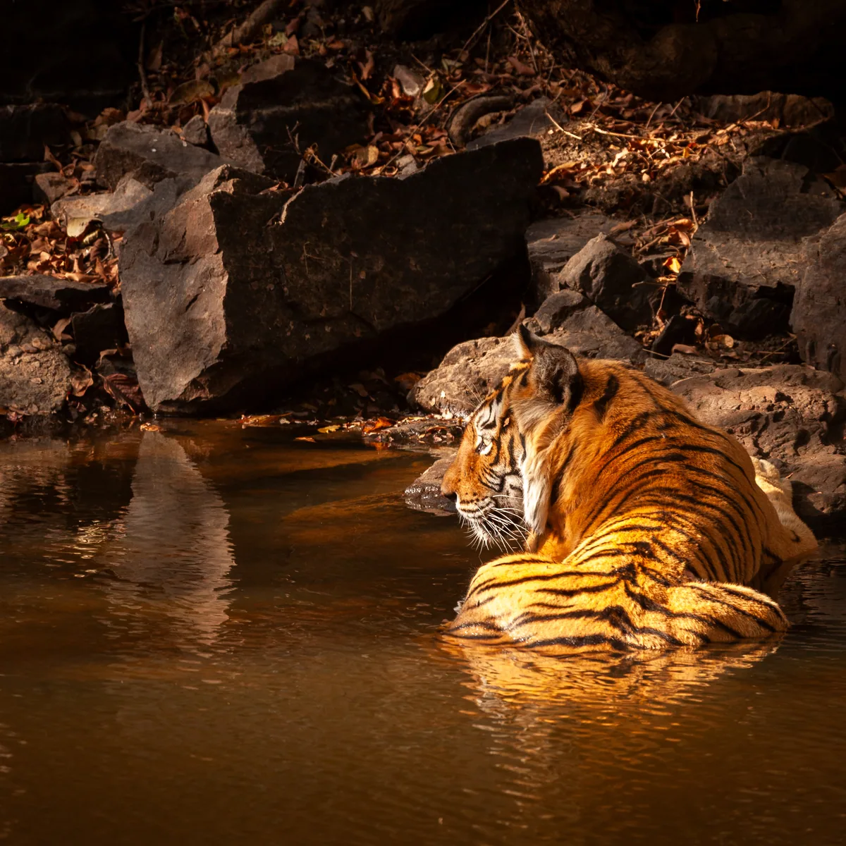 Tiger cooling in a waterhole